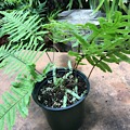 Polypodium formosanum (Grubb Fern)